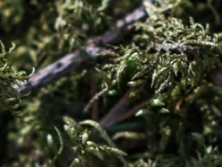 Pavadinimas (naujiena 1)