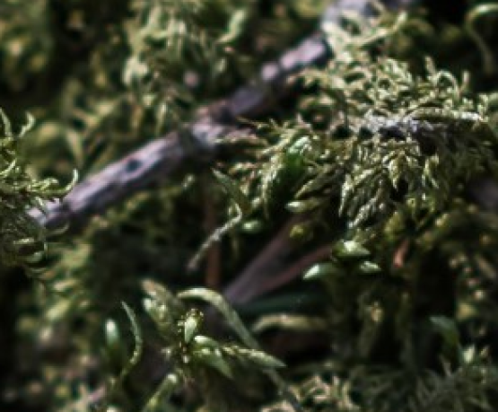 Pavadinimas (naujiena 1)